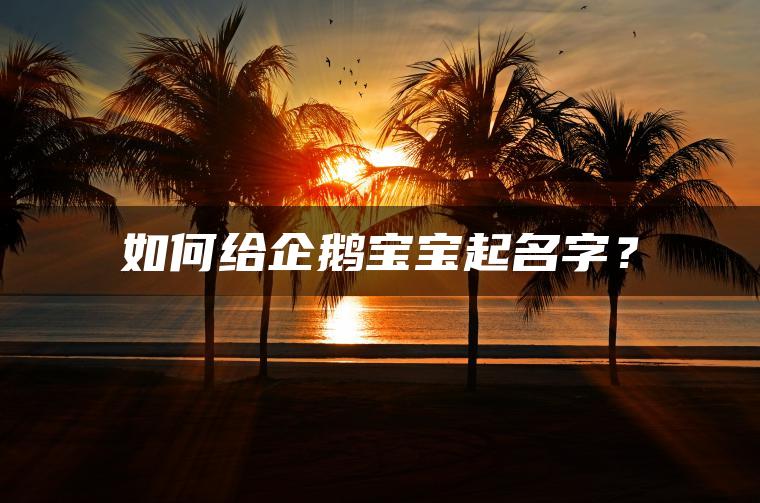 如何给企鹅宝宝起名字？