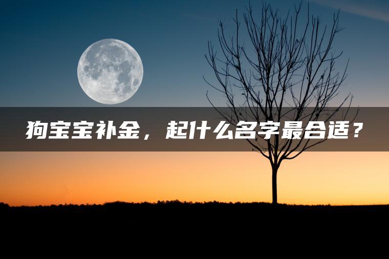 狗宝宝补金，起什么名字最合适？