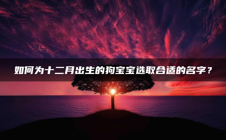 如何为十二月出生的狗宝宝选取合适的名字？