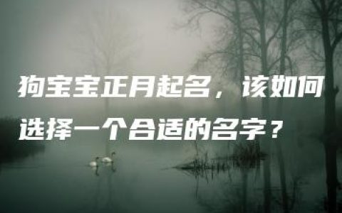 狗宝宝正月起名，该如何选择一个合适的名字？