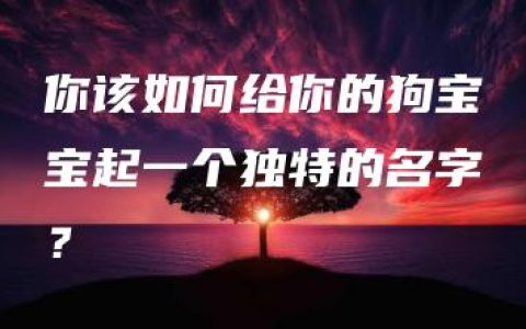 你该如何给你的狗宝宝起一个独特的名字？