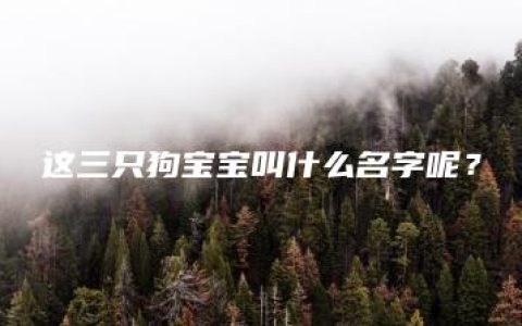 这三只狗宝宝叫什么名字呢？