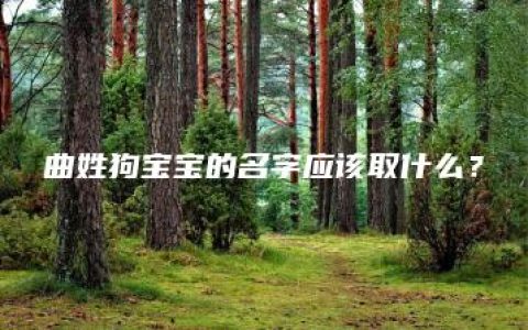 曲姓狗宝宝的名字应该取什么？