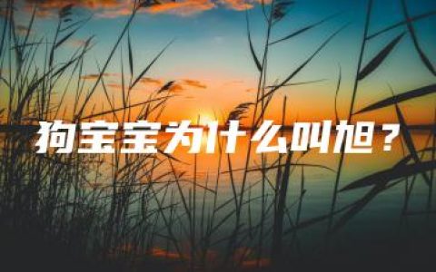 狗宝宝为什么叫旭？