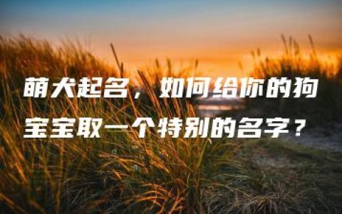 萌犬起名，如何给你的狗宝宝取一个特别的名字？