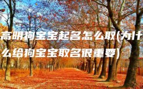 高明狗宝宝起名怎么取(为什么给狗宝宝取名很重要)