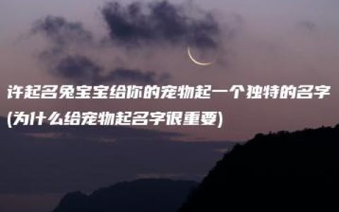 许起名兔宝宝给你的宠物起一个独特的名字(为什么给宠物起名字很重要)