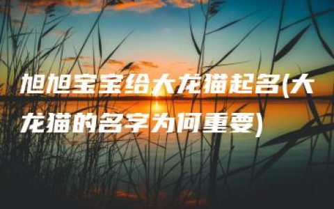 旭旭宝宝给大龙猫起名(大龙猫的名字为何重要)