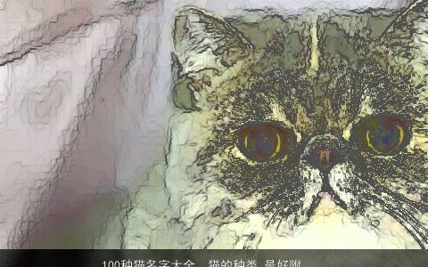 100种猫名字大全，猫的种类,最好附有图,还有详细的介绍,以及世界上的名猫