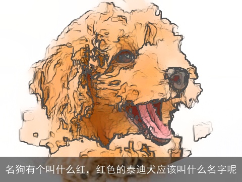 名狗有个叫什么红，红色的泰迪犬应该叫什么名字呢