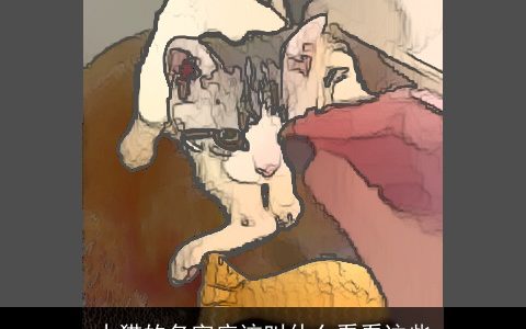 小猫的名字应该叫什么看看这些