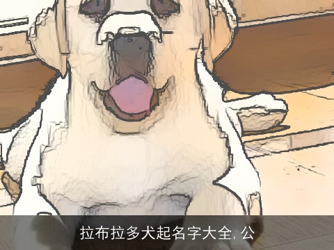 拉布拉多犬起名字大全,公